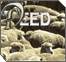 The Deed: Shabbat Observance
