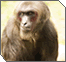 Of Monkeys and Men